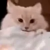 qyels3