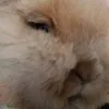 tinylionminikoala