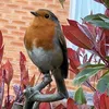 lilgardenpals