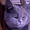 coffeee.cattt