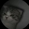 thuya664581