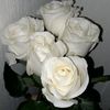 floraavaa
