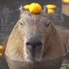 capybaralover041503