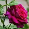 roslina.ramli