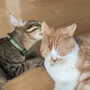 そらかいの日常🐈🐾