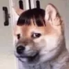 heil.hasagi