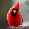 contemplatingcardinals