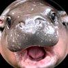 pookphanida