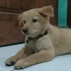 ciluppbwa