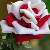 nouramarzouki433
