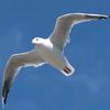 seagulljonatan