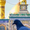 salimmajed497