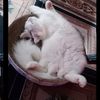eng_timi80