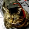 muffinthetabby