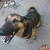 hienanh230
