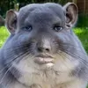 loholol_0