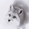 1silver2fox3