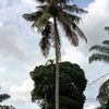 bikkangbayo