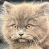freya.grisella.110812