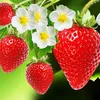 strawberry.258