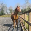 melysfach