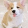 woofwoofbarkedthecorgi