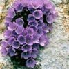 salmazfleur