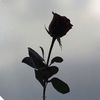 samihaleaid3936