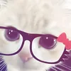 popcats_3