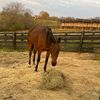 cowboypizazz