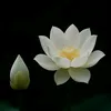 thutrangthuphap