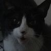 ozzy_cat_