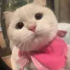 banhdautay26