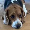 beagletolove