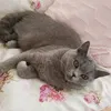 lousstory