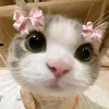 imyan78