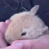 fiiipp0s