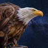 eagle__shadow