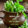 aliabdallah9790