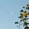 a7a969696