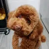 teddy_caniche