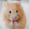 hamsters441