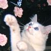 theprettiestkitten_