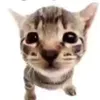jitkalyne