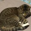 jamalamaj97