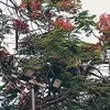 _phuongthao_39