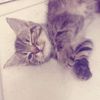 maomaozy