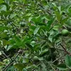 yulicendana03