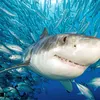 .biologiemarine