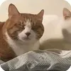 catvitok6